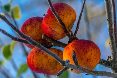 Red apples